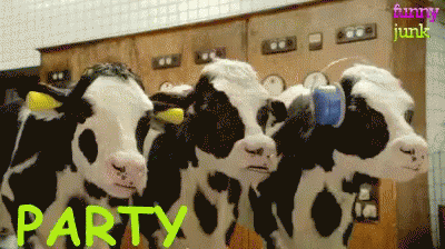Cow GIF - Party Hard Cows GIFs