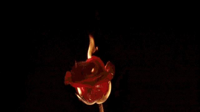 a red rose is burning on a stick with flames coming out of it