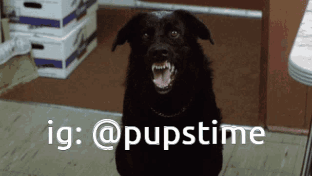 a black dog with its mouth open and the words ig @pupstime above it