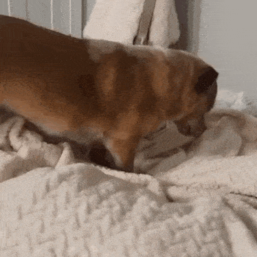 a dog is laying on a bed licking a blanket .