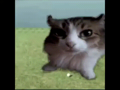 Tadacat Meme GIF - Tadacat Tada Cat GIFs