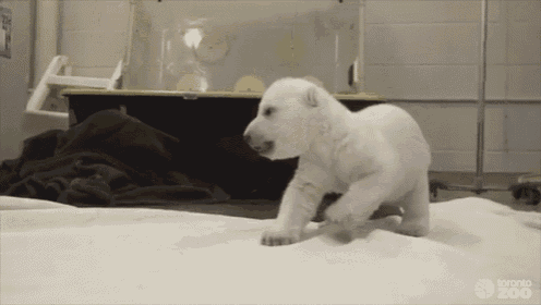 Learning To Crawl GIF - Polarbear Cub Adorable GIFs