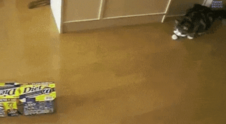 a cat is standing next to a bag of diet coke on the floor .