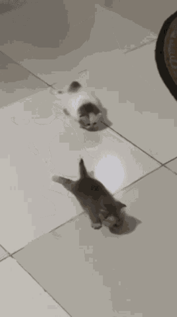 Kittens Swimming Kittens Floor GIF - Kittens Swimming Kittens Floor Meowmeow Swim GIFs