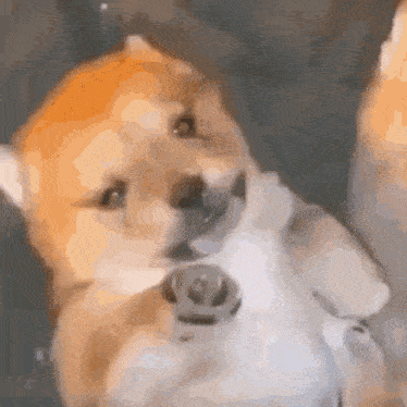 a shiba inu dog is laying on its back and looking at the camera with its mouth open .