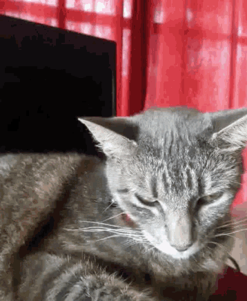 Cat Chillin GIF - Cat Chillin GIFs