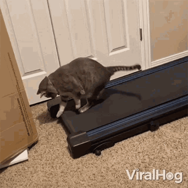Walking Backwards Viralhog GIF - Walking Backwards Viralhog Confused Cat GIFs