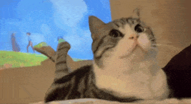 a cat is laying on a bed and looking up at something