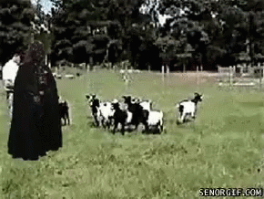 Fainting Goats GIF - Fainting Goats Scared GIFs