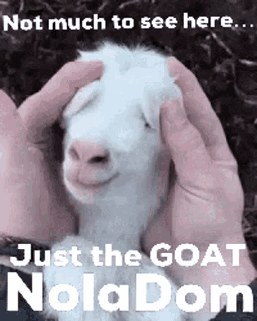 Nola Dom GIF - Nola Dom Goat GIFs