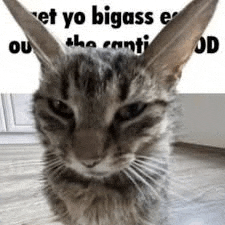 a close up of a cat sitting on a wooden floor looking at the camera .