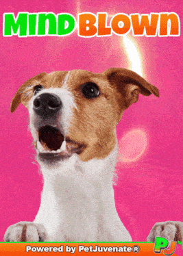 a dog is on a pink background with the words mind blown on it