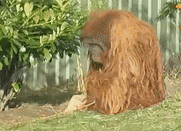 a close up of an orangutan laying in the grass .