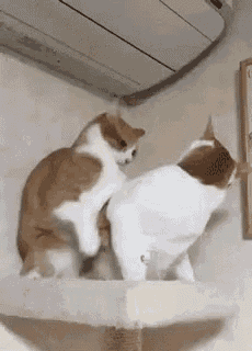 two cats are playing with each other on a shelf .