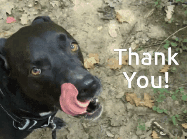 a black dog with its tongue hanging out and the words thank you behind it