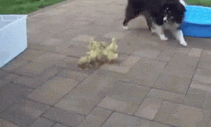 Dogs Duckings GIF - Dogs Duckings Funny Animals GIFs