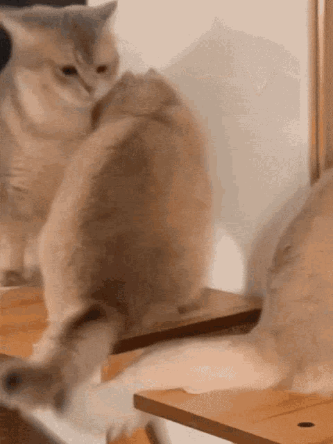 Groom Kiss GIF - Groom Kiss Cat GIFs