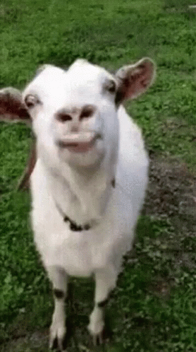 Funny Face GIF - Funny Face Goats GIFs