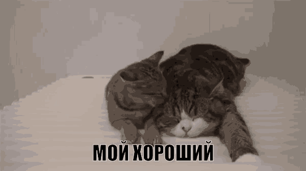 two cats are laying next to each other on a white surface with the words мой хороший written on the bottom .