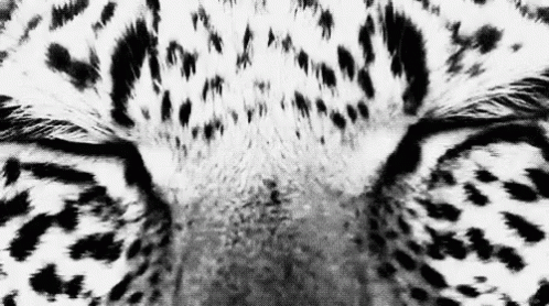 Tiger Eyes GIF - Tiger Eyes GIFs