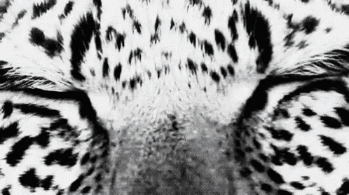 it is a black and white photo of a leopard 's eyes .