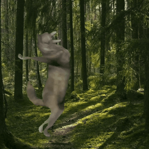 a wolf is standing on its hind legs in the middle of a forest