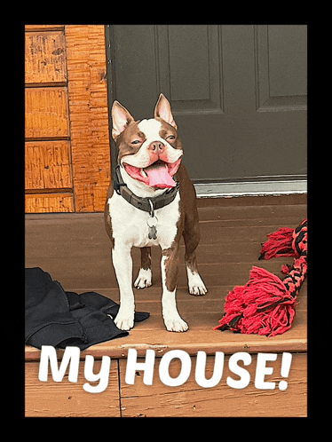 a brown and white dog standing on a porch with the words my house written below it