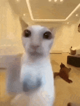a close up of a white cat standing in a living room looking at the camera .