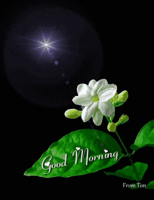 a picture of a flower with the words good morning from tim on it
