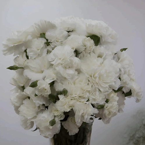 White Carnations GIF - White Carnations GIFs