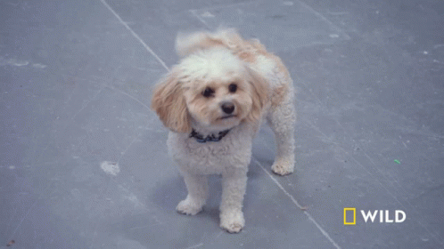 Wagging Tail National Geographic GIF - Wagging Tail National Geographic Wizard Of Paws GIFs