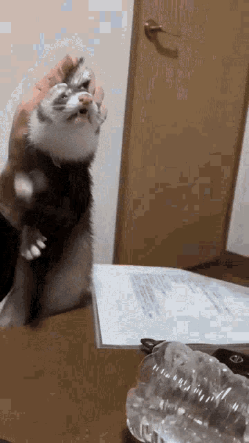 a person is holding a ferret in their hands while it stands on its hind legs on a table .