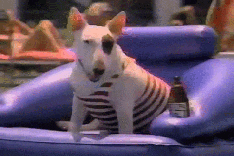 a small dog wearing a striped shirt is sitting on an inflatable raft .