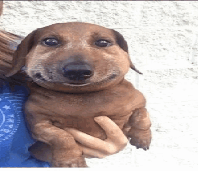 a person is holding a dachshund that looks like a bee with a big smile on its face .