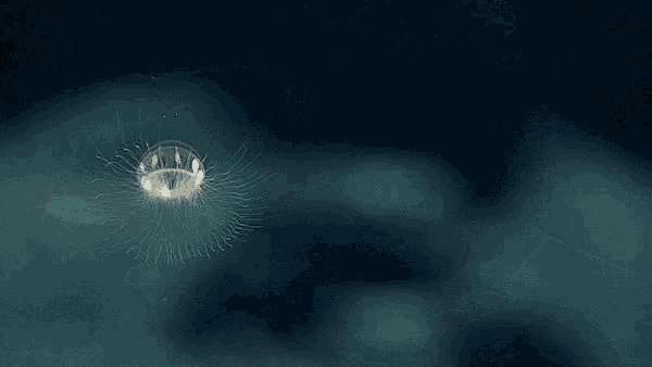 a jellyfish is floating in the water with two red balls in the background