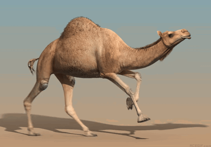a camel is walking in the desert with a blue sky behind it