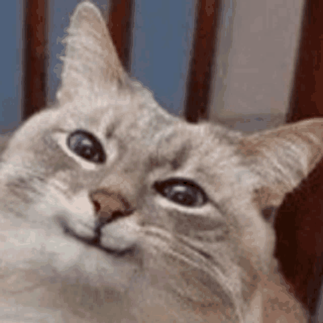 a cat is sitting in a chair looking at the camera .