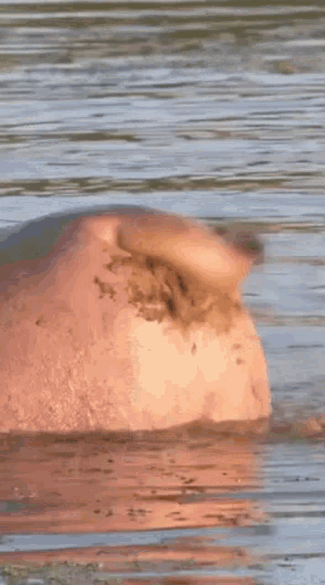 a close up of a hippopotamus swimming in the water