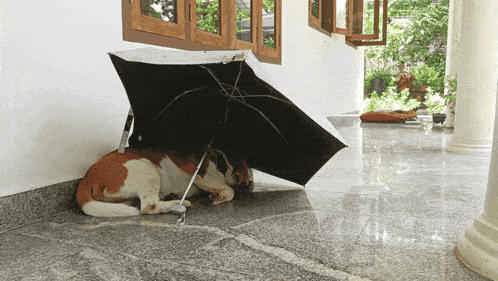 a brown and white dog laying under an umbrella on the floor
