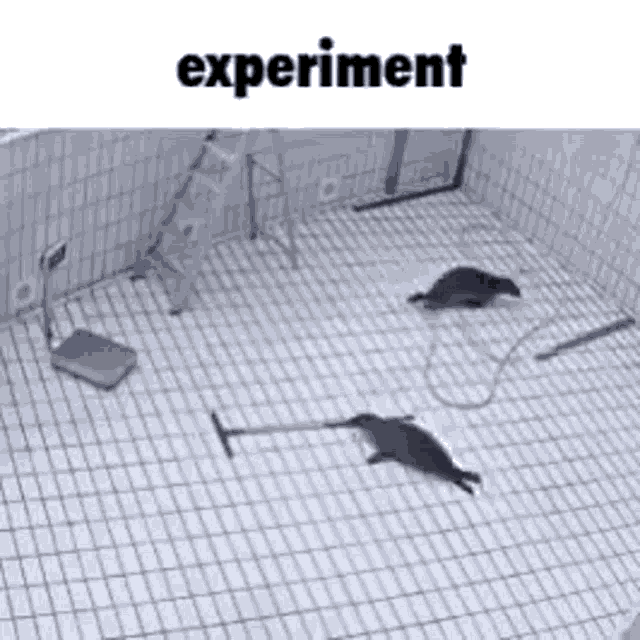 Seal Experiment GIF