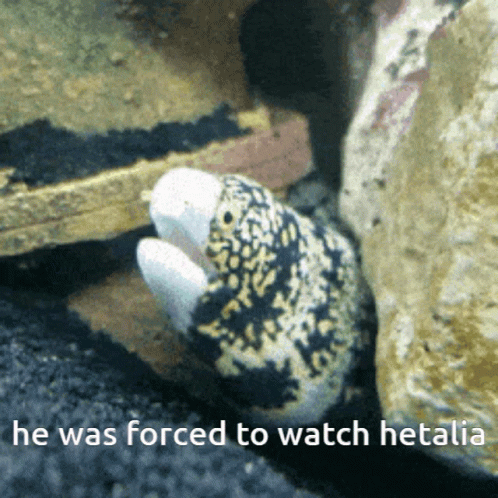 Eel Hetalia GIF - Eel Hetalia Moray GIFs