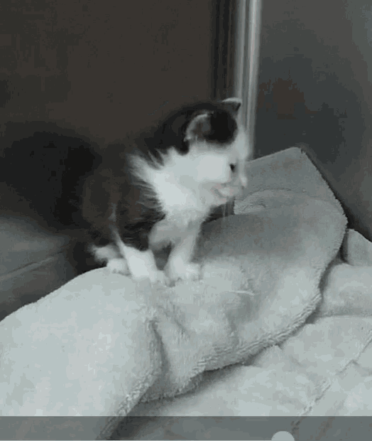 a black and white kitten sitting on a blanket
