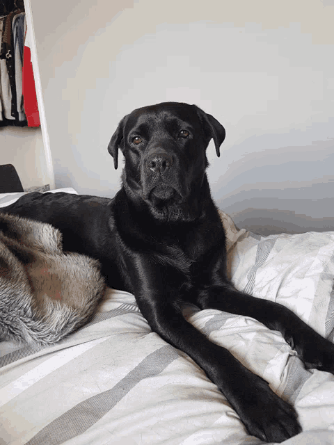 a black dog is laying on a bed with a blanket