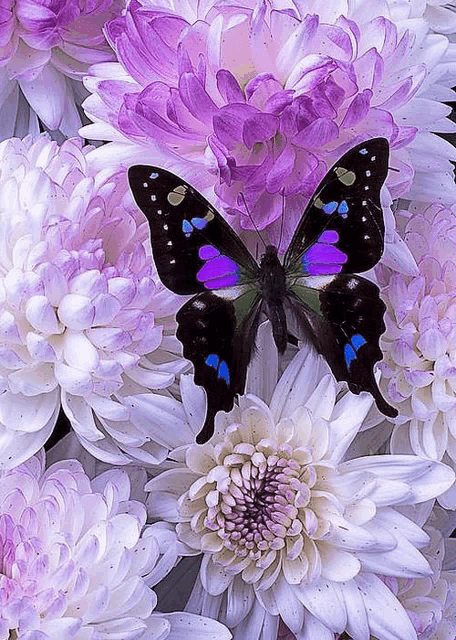 a butterfly with purple and blue wings sits on a bunch of white flowers