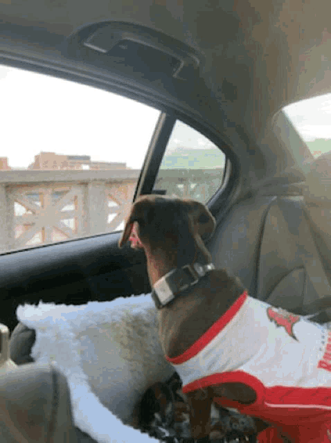 a dog wearing a shirt that says ' chicago bears ' on it sits in the back seat of a car