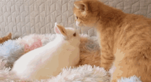Love Bunny GIF - Love Bunny Cat GIFs