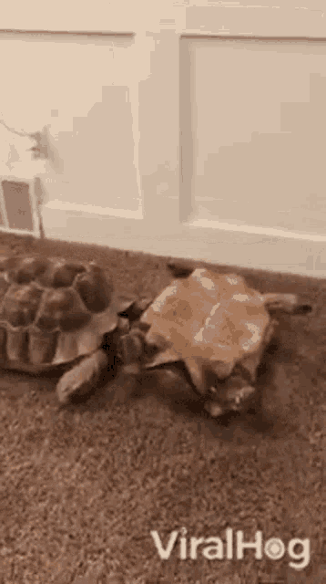 Tortoise Viralhog GIF - Tortoise Viralhog Help GIFs
