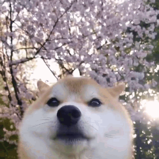a dog standing in front of a cherry blossom tree .