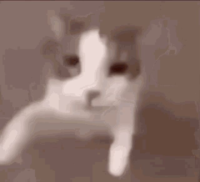 Cat Kiss GIF - Cat Kiss Pog GIFs