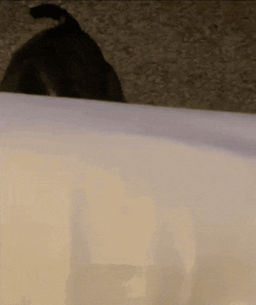 a close up of a dog 's tail on a table
